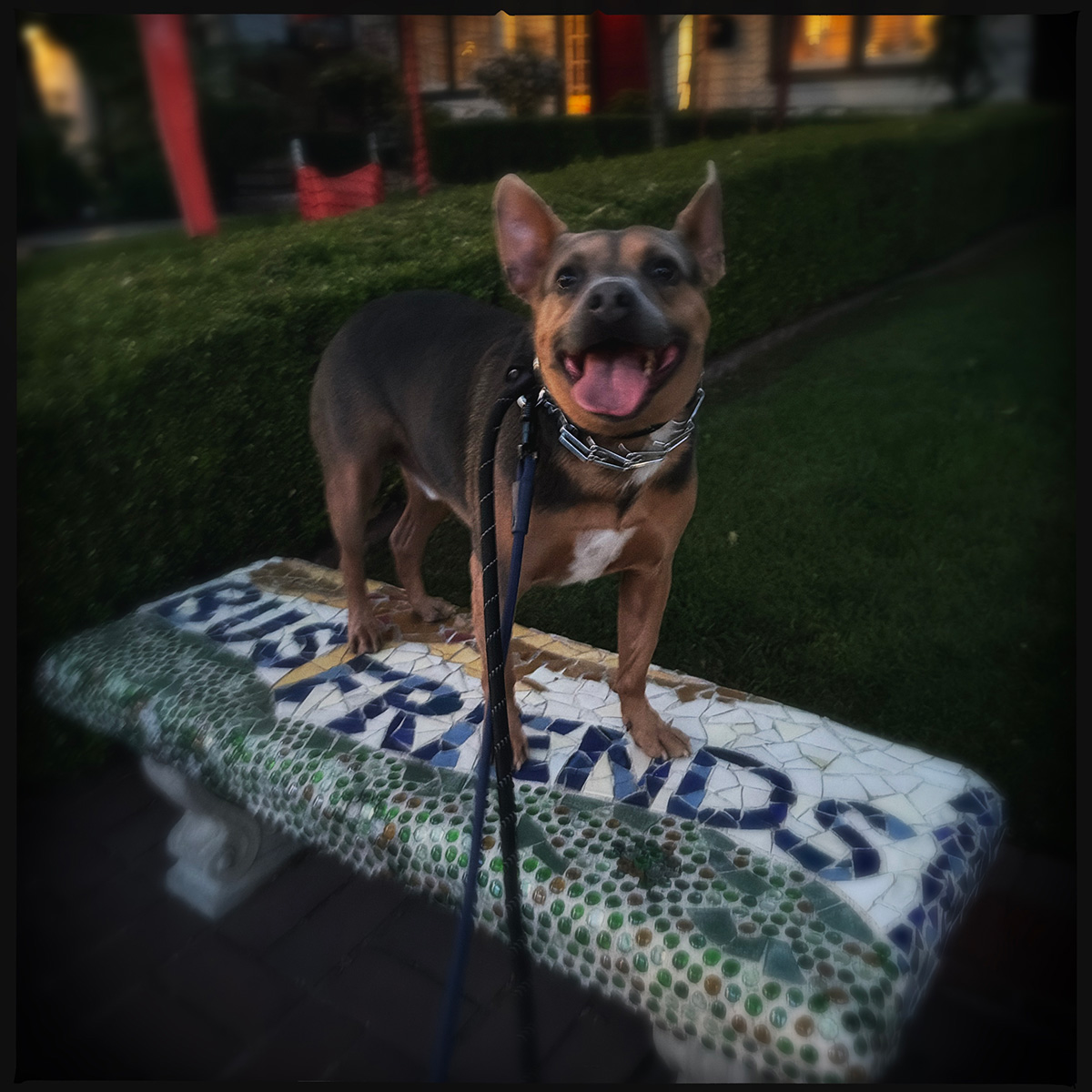 Dog