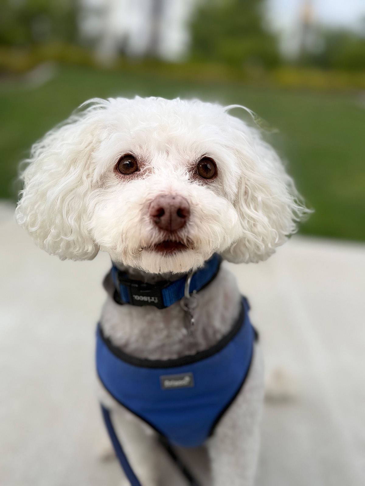 Dog