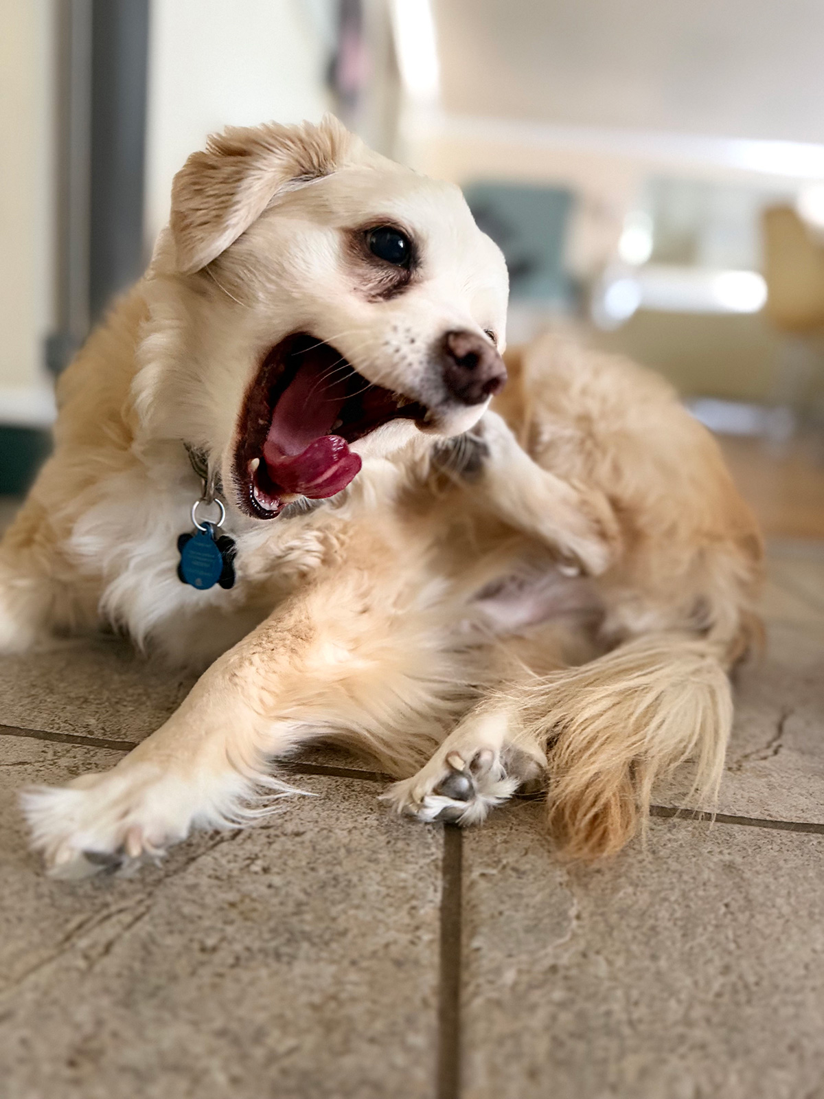 Dog