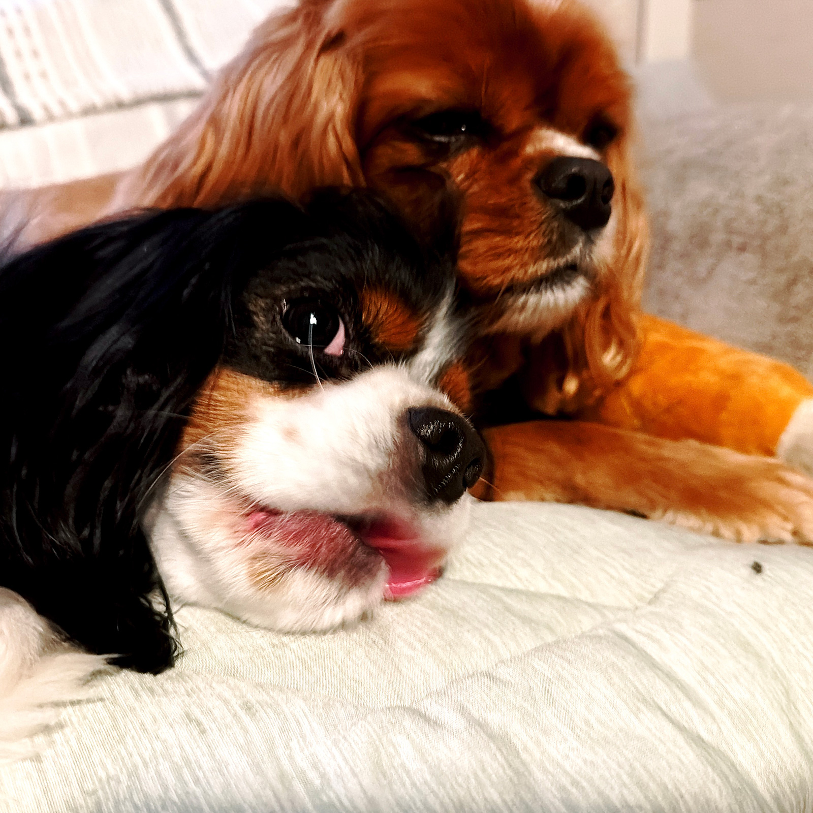 Dogs