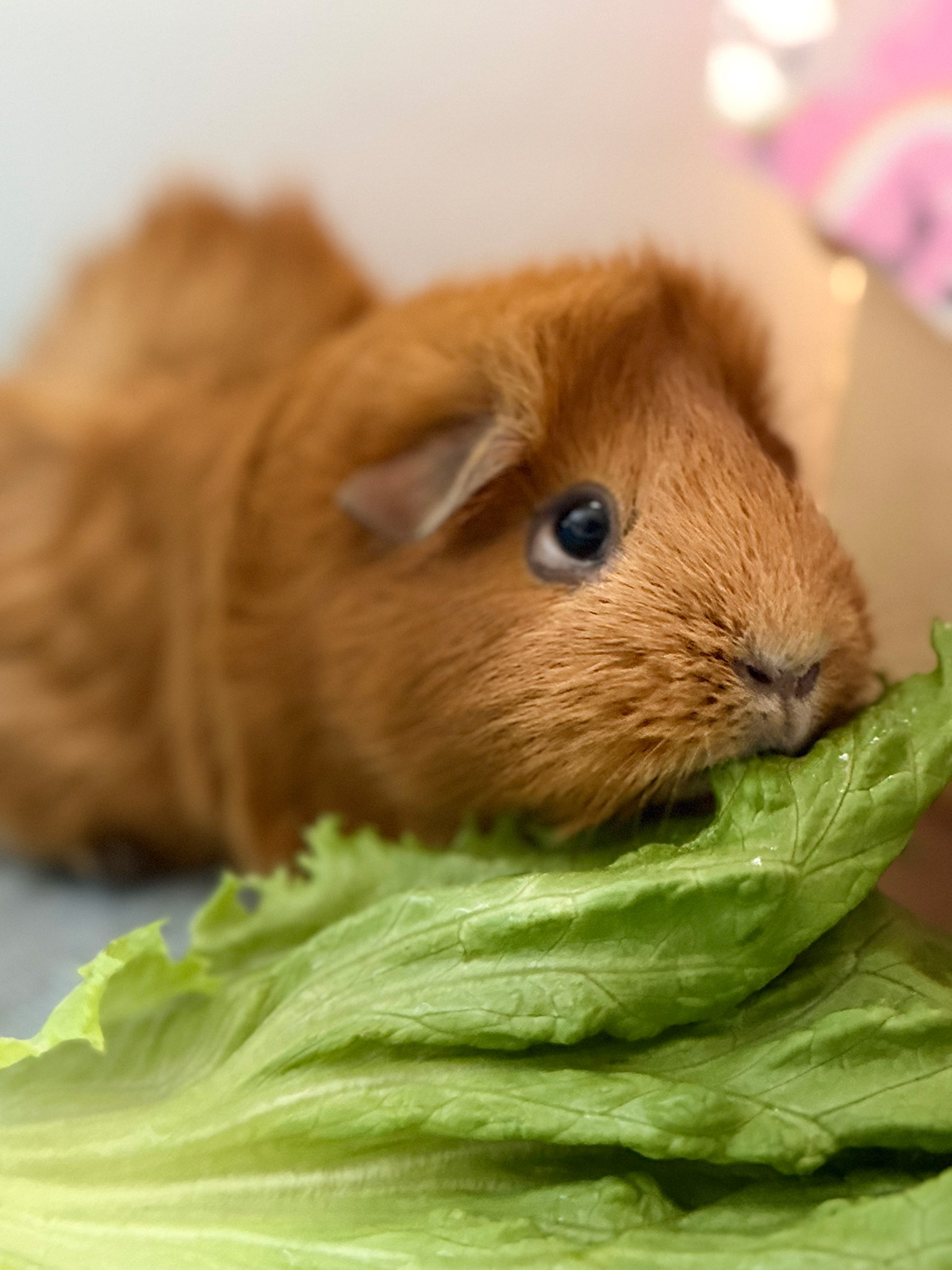 Hamster